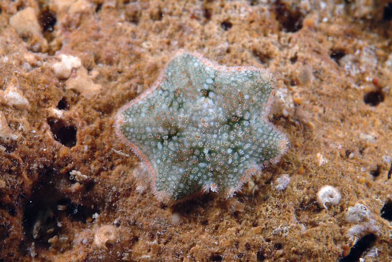 Asterina gibbosa (Pennant, 1777) - esemplare a 6 braccia!